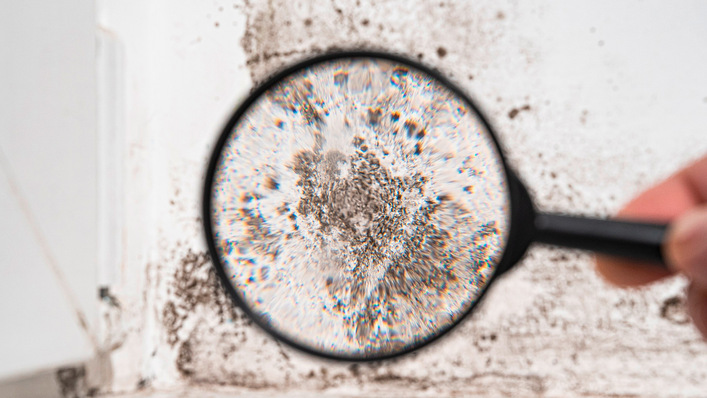 Wird in einem Gebäude ein Schimmelbefall festgestellt, werden häufig die Nutzer beschuldigt. Die Ursache ist aber in der Regel woanders zu finden.