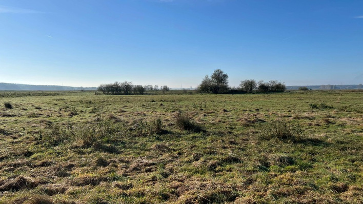 Eine Moortestfläche in Mecklenburg-Vorpommern.