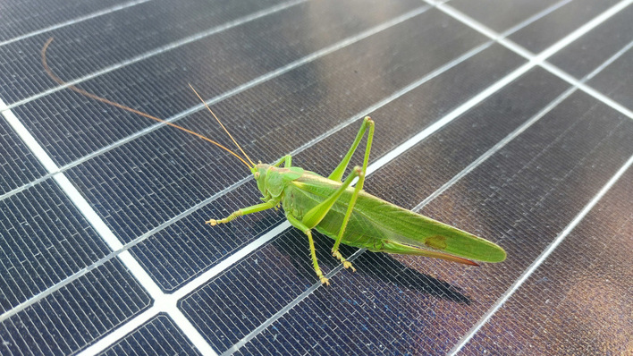 In den Solarparks haben die Studienautoren viele Pflanzen- und Tierarten gefunden, die von den Landwirtschaftsflächen vertrieben wurden.