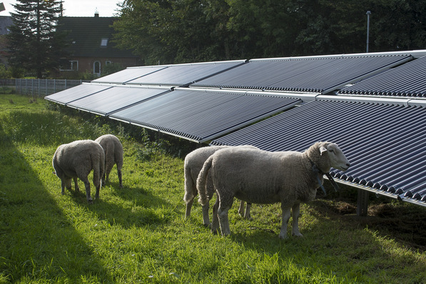 Eigentlich eine normale Sache: Die Schafe zeigen sich wenig beeindruckt von der Solarthermie. Was aber im Umkehrschluss heißt, dass sie nicht stört.